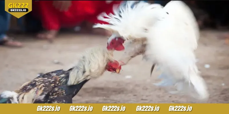 Cockfighting with round spurs is very popular among gamblers