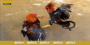 DS88 Cockfight