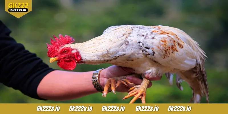 DS88 Cockfight is highly rated for its quality