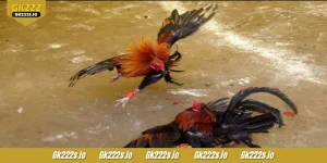 S128 Cockfight