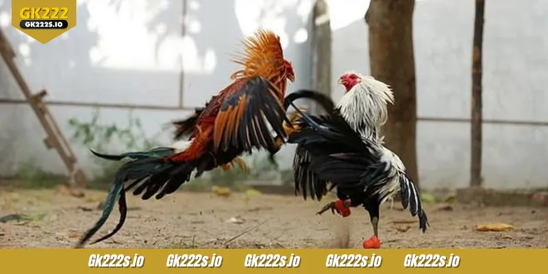 S128 Cockfight is a gaming lobby with many features that everyone will love