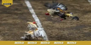 SV388 Cockfight
