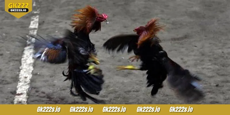SV388 Cockfight makes placing bets easy