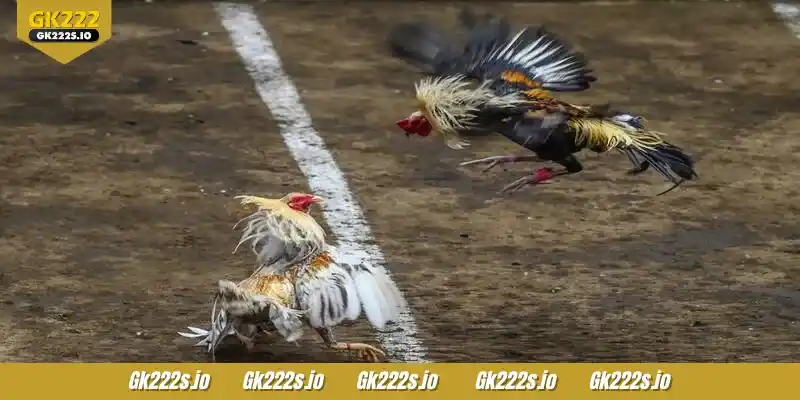 SV388 Cockfight