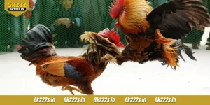 WS168 Cockfight