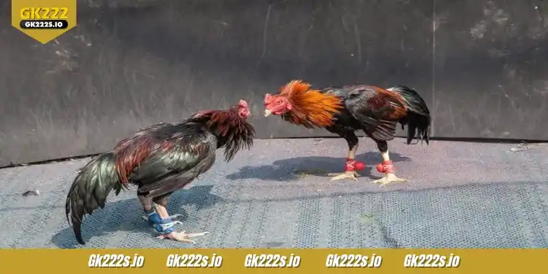 WS168 Cockfight has some really great gameplay